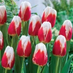 Красные тюльпаны: символ страсти и любви