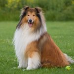 Афаниптероз у собак: причины, симптомы и лечение