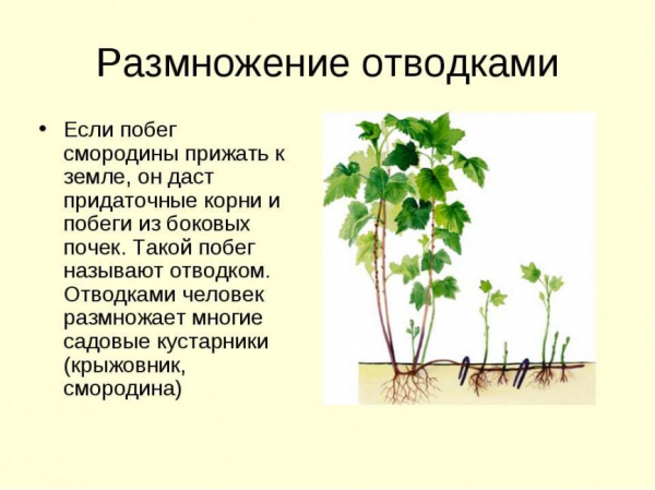 Смородина: описание, посадка в открытый грунт, уход весной, летом и осенью, размножение, популярные сорта (23 Фото & Видео) +Отзывы