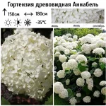 Гортензия Аннабель древовидная: изящество и неприхотливость в вашем саду